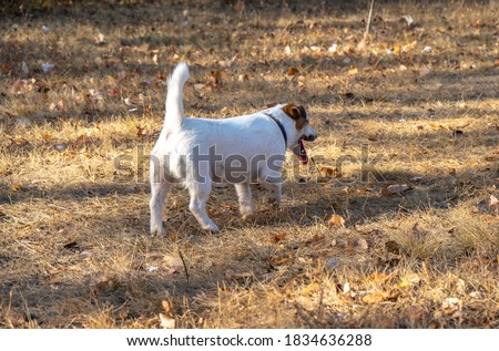 Jack Russell Terrier in the dry autumn field. Dog walk in the park on the fall