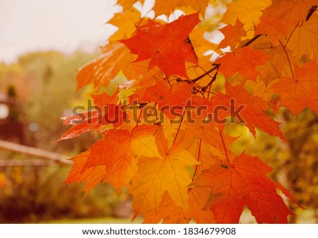 Autumn background from maple orange leaves on a cloudy sky background with copy space
