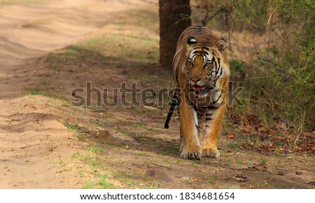 Beautiful Wild Tiger Of India