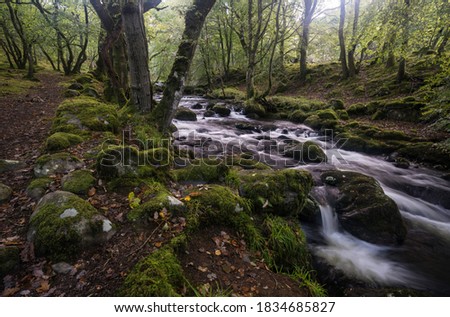 A swollen river fast flowing through a mossy wood in Gwynedd, North Wales UK.