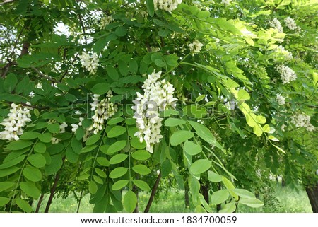 Lush green leaves and white flowers of Robinia pseudoacacia in mid May
