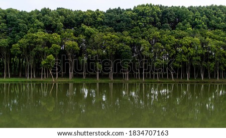 A Dense Tree on Calm Water, CHINA