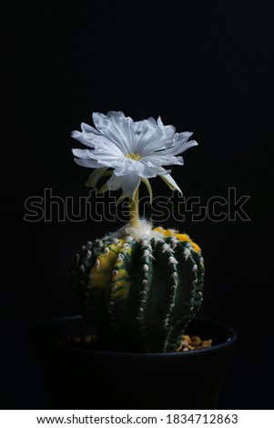 Still life photography of beautiful discocactus variegated on black background, multicolored cactus pot plant for decorative in house, selective focus, free space for text. Park and garden concept