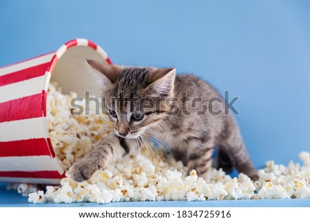 Kitten sprinkled a bucket of popcorn on a blue background.