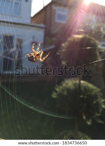 Close up of Spider in it's Spiderweb 