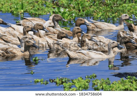 a group of ducks swimming in a swamp