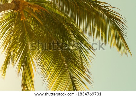 Coconut palm tree leaves over bright sky background. Warm toned natural photo