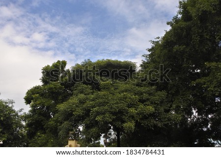 Treetops overlooking the blue sky