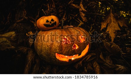 Real Hallowen Pumkin in the Forest