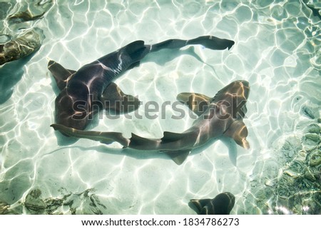 Nursing Sharks Mexico Island Mujeres