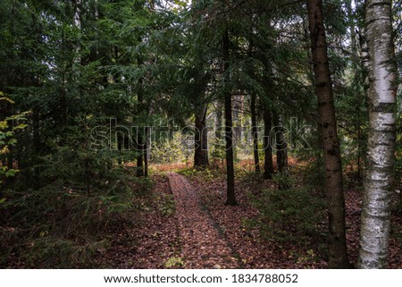 Footpath into forest. Lockscreen. Horizontal picture.
