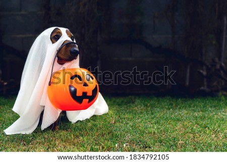 dachshund dressed as a ghost on halloween