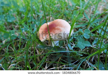Close up picture of mushroom in the grass