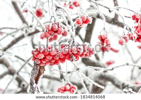 Winter Frozen Viburnum Under Snow. Viburnum In The Snow. First snow. Beautiful winter. Royalty-Free Stock Photo #1834814068