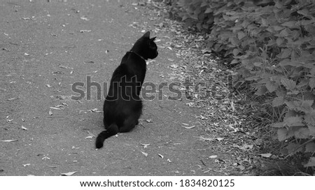 Black cat stands on a stone path and looks at the grass. black and white photo.