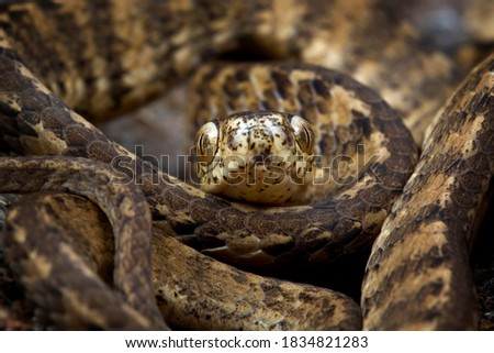 Keeled Slug Snake "Pareas carinatus" front view, Keeled Slug Snake closeup head, Pareas carinatus camouflage on wood