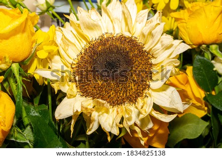 Field of sunflowers.And Close up of sunflower at sunset.Nature background.