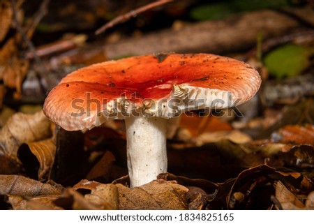 A closeup picture of an orange fungus in a forest. Dark brown and orange leaves in the background. Picture from Bokskogen, Malmo, southern Sweden