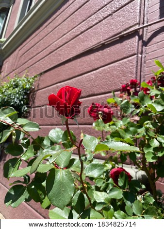 Beautiful red rose agains a wall in urban garden