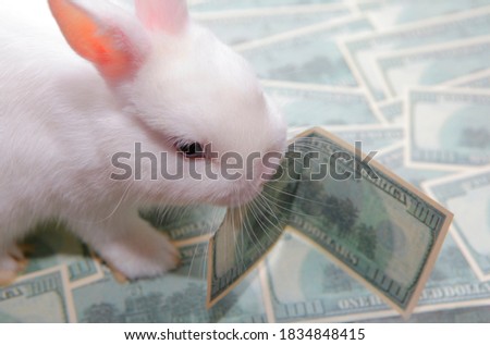 image of rabbit money banknote 