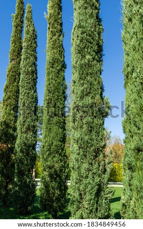 A group of Cupressus sempervirens or Mediterranean cypress planted in new modern city park Krasnodar. Public landscape 'Galitsky park' for relaxation and walking. Sunny autumn september day 2020. Royalty-Free Stock Photo #1834849456