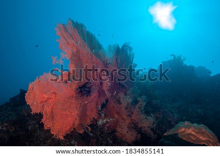 Red spongy coral (Melithaea ochracea) Moalboal, Philippines