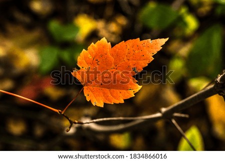 Canadian forest multicolour autumn leaves
