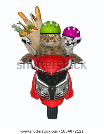 Two cats with a paper bag of food rides a red motorcycle. Front view. White background. Isolated.