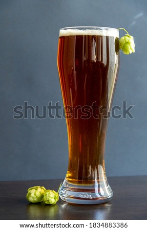 Close up view of drinking glass full of bear standing on wooden table by green hops crop. Food and drinks background. The theme of using natural ingredients.