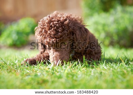 A miniature poodle puppy playing on the grass in the garden.