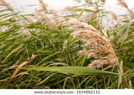 Pampas grass outdoor in light pastel colors. Dry reeds boho style	
