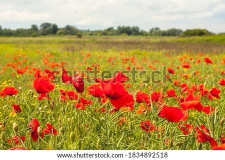 Sunny field of red poppy flowers at midday in Subcarpathia Poland