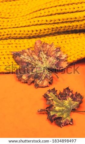 autumns leaves with winter scarf isolated on orange background