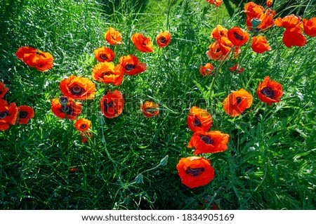 Red orange poppy flowers in a field of green grass on a sunny day.