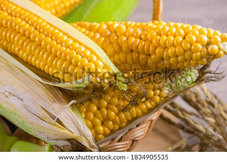 Corn lies on canvas. A new crop. Fresh corn closeup. Corn cob on a plate. Sweet corn on background for food ingredients and cooking concept.