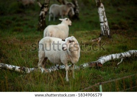 Single sheep standing over a fallen birch tree in heather moorland landscape at sunrise on an overcast day looking out of frame off to the left side