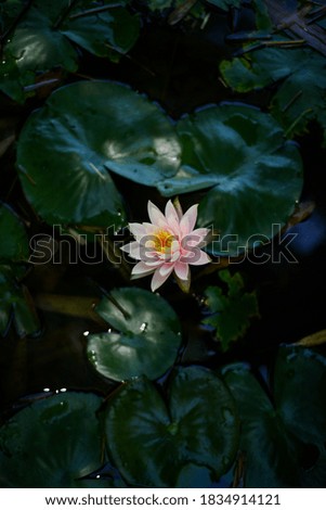 lotus flower floating on the water  Royalty-Free Stock Photo #1834914121