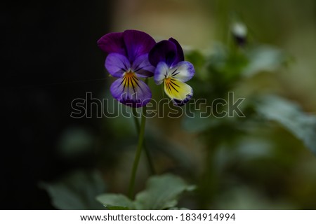 Vibrant delicate purple pansy flowers growing in vegetable garden