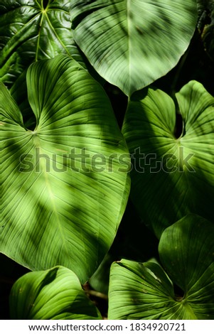 big green leaves in the shade Royalty-Free Stock Photo #1834920721