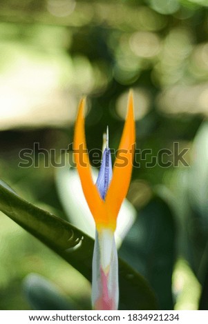 flower bird of paradise orange and blue Royalty-Free Stock Photo #1834921234