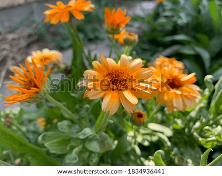 Yellow and orange flowers in sunlight