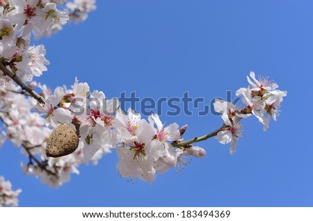 Detail of branch and almond flowers in spring.