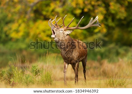 Close-up of a red deer stag calling during rutting season in autumn, UK. Royalty-Free Stock Photo #1834946392