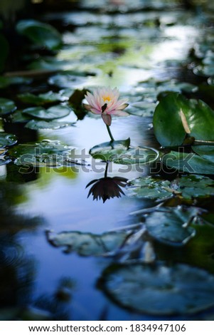 lotus flower  lonely floating on water  Royalty-Free Stock Photo #1834947106