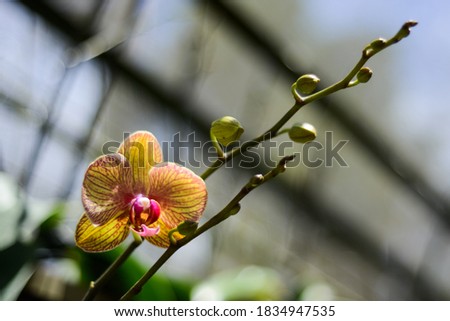orquid yellow and pink sun light  Royalty-Free Stock Photo #1834947535