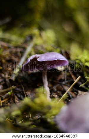 purple mushroom in the forest  Royalty-Free Stock Photo #1834948387