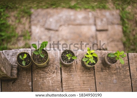 creating an permaculture garden with organic plants Royalty-Free Stock Photo #1834950190