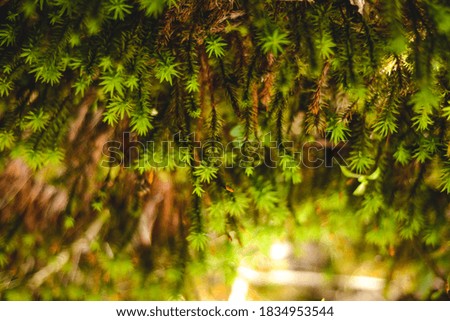 cloud forest green nature background  Royalty-Free Stock Photo #1834953544
