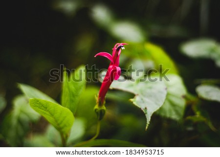 cloud forest green nature background pink flower Royalty-Free Stock Photo #1834953715