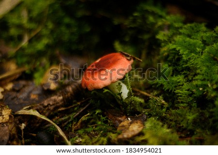 red mushroom in the rainforest  Royalty-Free Stock Photo #1834954021